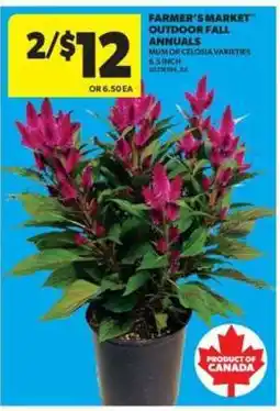 Real Canadian Superstore Farmer's Market Outdoor Fall Annuals offer