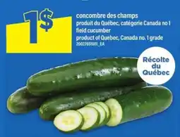 Maxi concombre des champs offer
