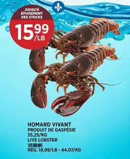 Kim Phat LIVE LOBSTER offer