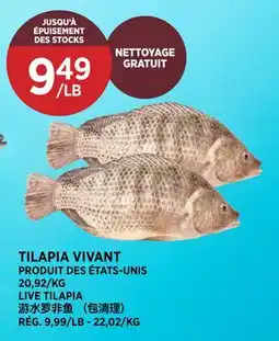 Kim Phat LIVE TILAPIA offer
