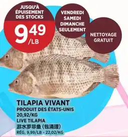 Kim Phat LIVE TILAPIA offer