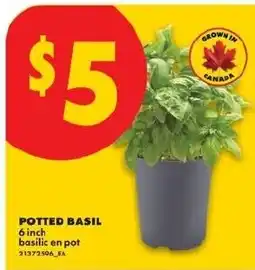 No Frills Potted Basil offer