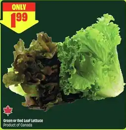 FreshCo Green or Red Leaf Lettuce offer