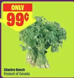 FreshCo Cilantro Bunch offer