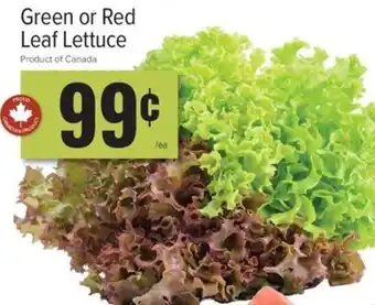 Green or Red Leaf Lettuce