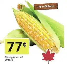 Sobeys Corn product of Ontario offer