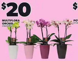 Loblaws Multiflora Orchid offer