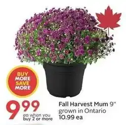 Sobeys Fall Harvest Mum offer