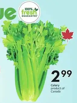 Sobeys Celery offer