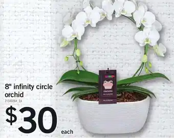 Compannia 8" infinity circle orchid