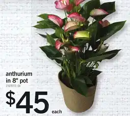 Loblaws anthurium in 8" pot offer