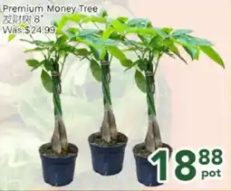 Ample Food Market Premium Money Tree offer