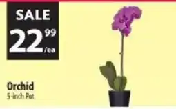 Co-op Orchid offer