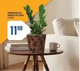 Canac Zamioculcas 5 in tropical pot cover offer