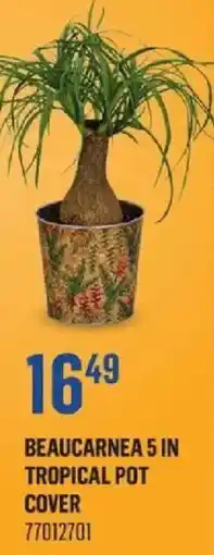 Canac Beaucarnea 5 in tropical pot cover offer