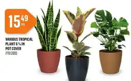 Canac Various tropical plant offer