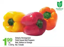 Highland Farms Ontario Homegrown Field Sweet Bell Peppers offer