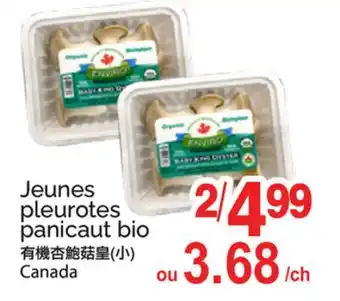 T&T Supermarket Jeunes pleurotes panicaut bio offer