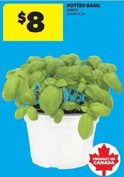 Real Canadian Superstore Potted Basil offer