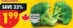 No Frills Broccoli offer