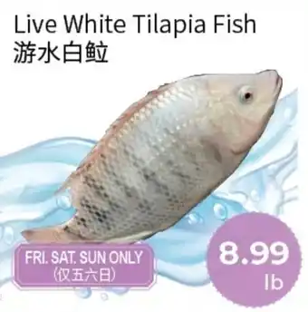 Live White Tilapia Fish