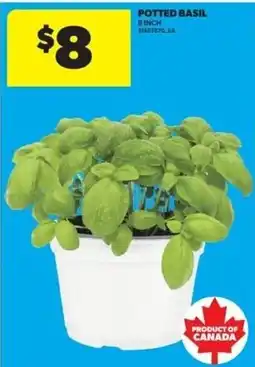 Real Canadian Superstore Potted Basil offer