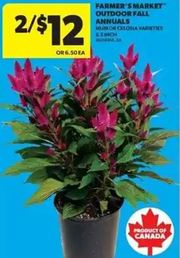 Real Canadian Superstore Farmer's Market outdoor fall annuals mum or celosia varieties offer