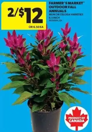 Farmer's Market outdoor fall annuals mum or celosia varieties