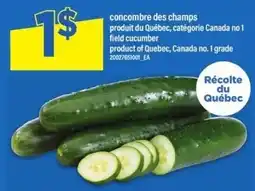 Maxi Field cucumber offer