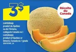 Maxi cantaloup offer