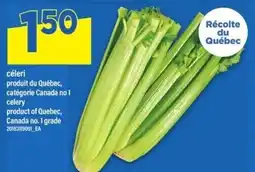 Maxi celery offer