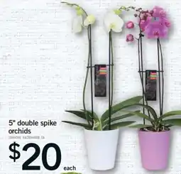 Fortinos 5" double spike orchids offer