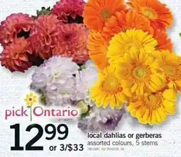 Fortinos pick ontario local dahlias or gerberas offer
