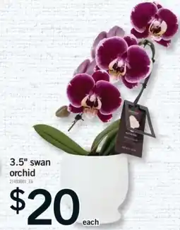 Fortinos 3.5" swan orchid offer