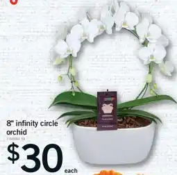 Fortinos 8 inch infinity circle orchid offer