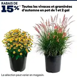 RONA Toutes les vivaces et graminées d'automne en pot offer