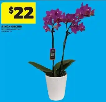 Real Canadian Superstore 5 inch orchid offer