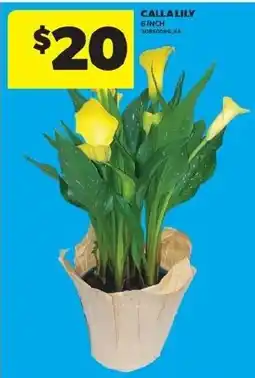 Real Canadian Superstore Calla Lily offer