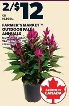 Zehrs Markets Farmer's Market outdoor fall annuals offer