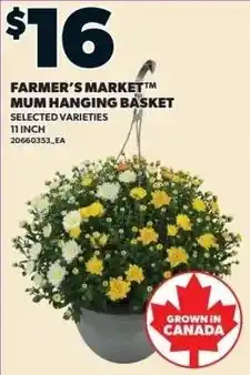 Zehrs Markets Farmer's Market Mum Hanging Basket offer