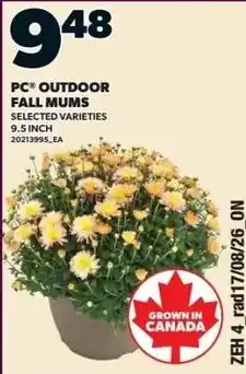 Zehrs Markets PC outdoor fall mums offer