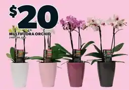 Zehrs Markets Multiflora Orchid offer
