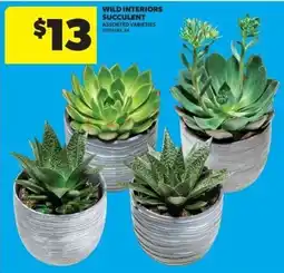 Real Canadian Superstore Wild Interiors Succulent offer