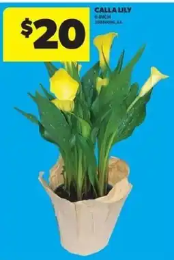 Real Canadian Superstore Calla Lily offer