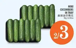 Al Premium Food Mart MINI CUCUMBERS IN TRAY offer