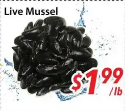Bestco Food Mart Live Mussel offer