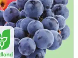 Giant Tiger blue grapes offer