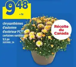Maxi CHRYSANTHÈMES D'AUTOMNE D'EXTÉRIEUR PC, 9,5 PO offer