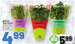 Metro PLANT DE FINES HERBES | FINE HERB PLANT offer