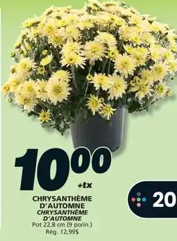 IGA CHRYSANTHÈME D'AUTOMNE offer